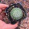 Sempervivum ciliosum var. borisii