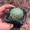Sempervivum ciliosum var. borisii