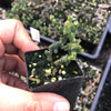 Crassula muscosa f. monstrosa