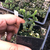Crassula muscosa f. monstrosa