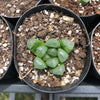 Haworthia hybrid - Type 5  (Seedling)