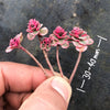 Sedum Spurium Tricolor (SET OF 4 x CUTTINGS)