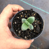 Corpuscularia lehmannii (ICE PLANT)(1 X CUTTING)