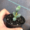 Corpuscularia lehmannii (ICE PLANT)(1 X CUTTING)