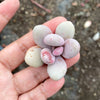 Graptopetalum Amethystinum (Lavender Pebbles)(has marks)
