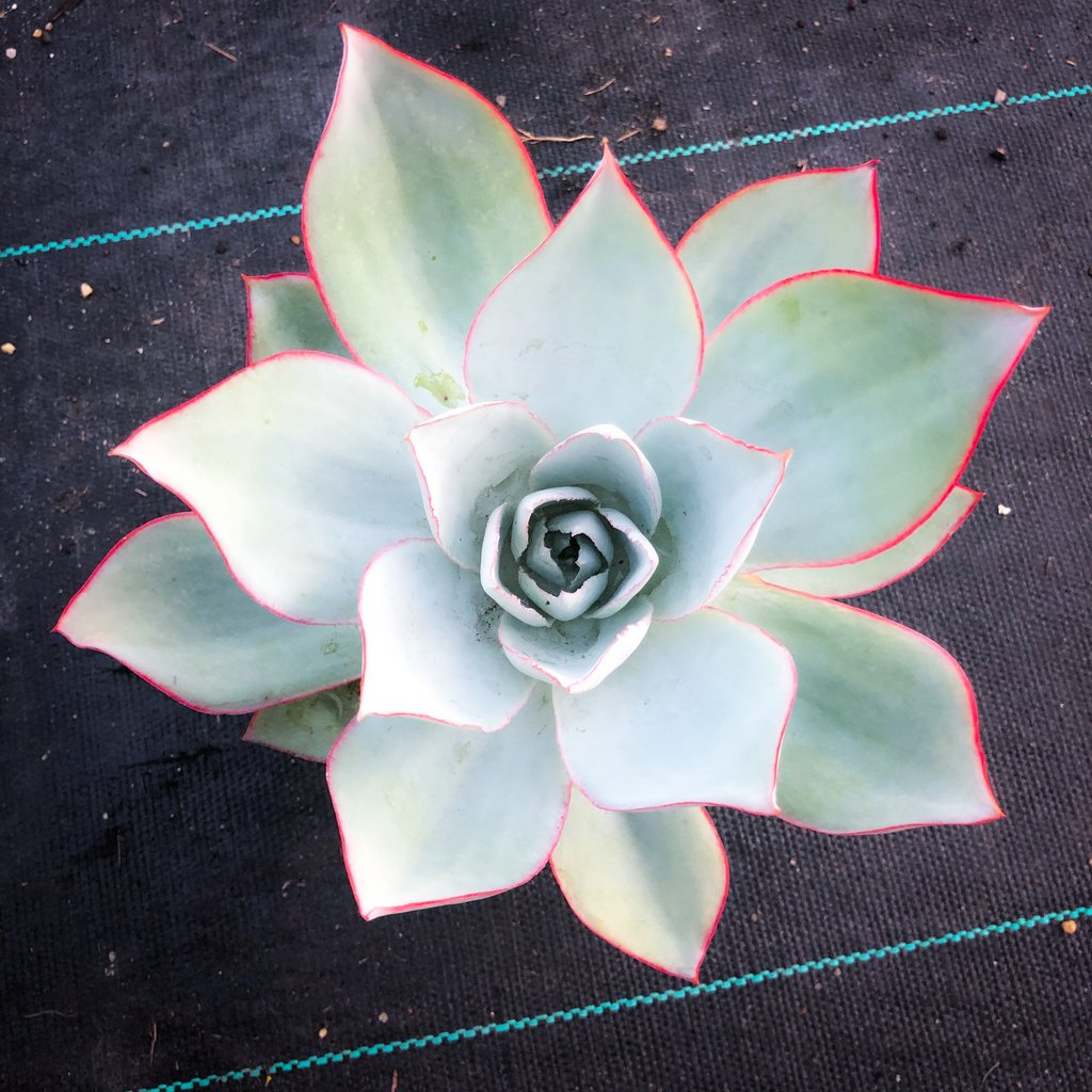 cante succulent Echeveria 'Cante' – LET LOVE GROW (Succulent & Cactus)