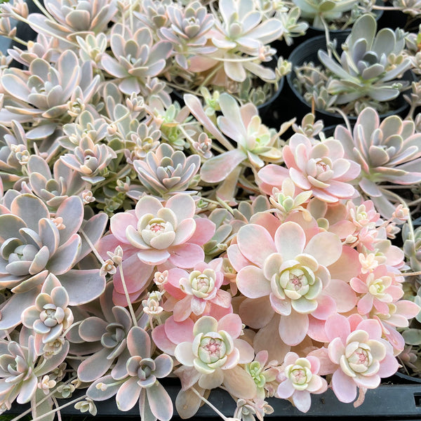 [CLUSTER] Orostachys iwarenge var. boehmeri - Variegated Chinese Dunce Cap