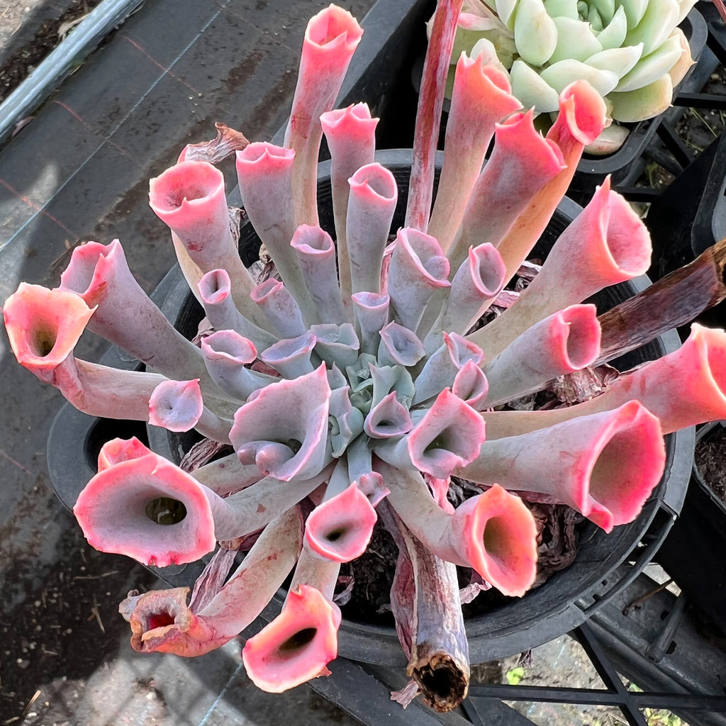 succulent trumpet Echeveria 'Trumpet Pinky' – LET LOVE GROW (Succulent & Cactus)