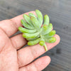 Sedum pachyphyllum ( Blue Jelly Beans )(1 x CUTTING)