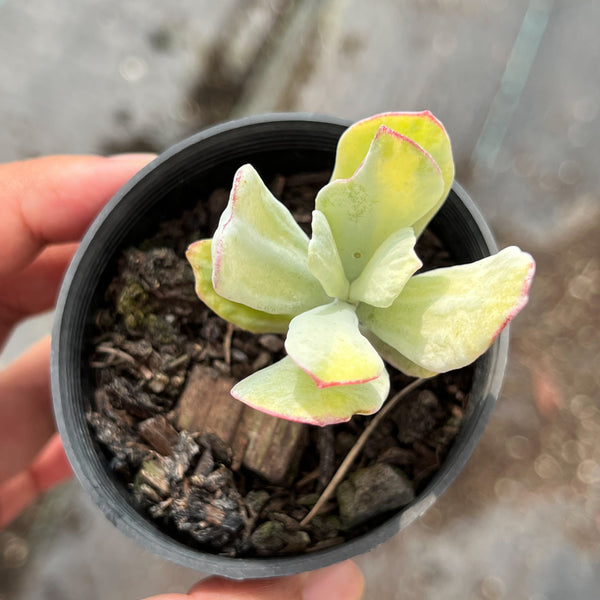 Cotyledon Orbiculata 'Hakubi' Variegated