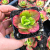 Echeveria Multicalulis ' Ginmei Tennyo' (1 x CUTTING)