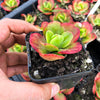 Echeveria Multicalulis ' Ginmei Tennyo' (1 x CUTTING)