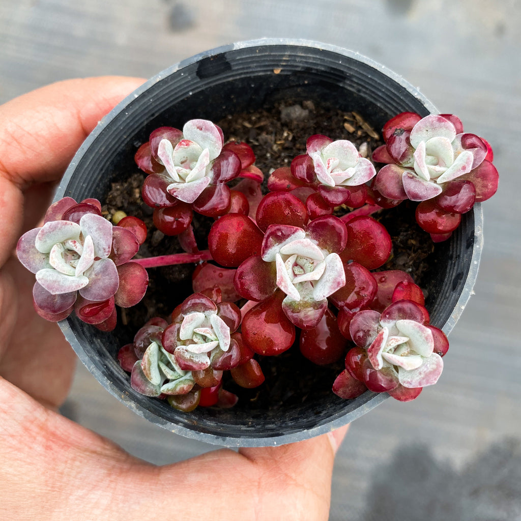 blob succulent Sedum 'Purple Blob' – LET LOVE GROW (Succulent & Cactus)