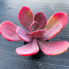 xPachyveria 'Violescens' (aka. Pachyveria Myrtilla)