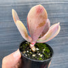 xPachyveria 'Violescens' (aka. Pachyveria Myrtilla)