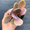 xPachyveria 'Violescens' (aka. Pachyveria Myrtilla)