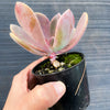 xPachyveria 'Violescens' (aka. Pachyveria Myrtilla)