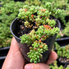 Sedum album 'Coral Carpet'