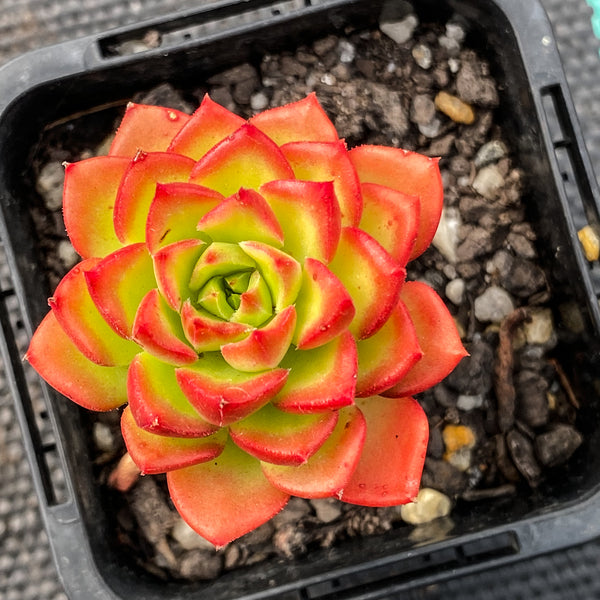 Sedeveria letizia