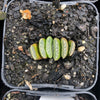 Haworthia hybrid - Type 1 (H. truncata hyb. Seedling)