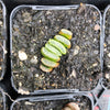 Haworthia hybrid - Type 1 (H. truncata hyb. Seedling)
