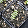 Haworthia hybrid - Type 1 (H. truncata hyb. Seedling)