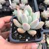Graptoveria 'Opalina'