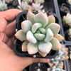 Graptoveria 'Opalina'