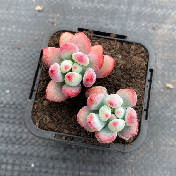 Sedum 'Comic Tom' (2H)