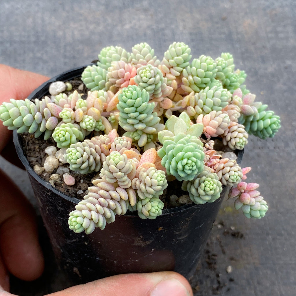 sedum major succulent care Sedum dasyphyllum 'Major' – LET LOVE GROW (Succulent & Cactus)