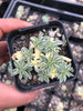 Sedum lineare f. variegatum (C27)