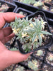 Sedum lineare f. variegatum (C27)