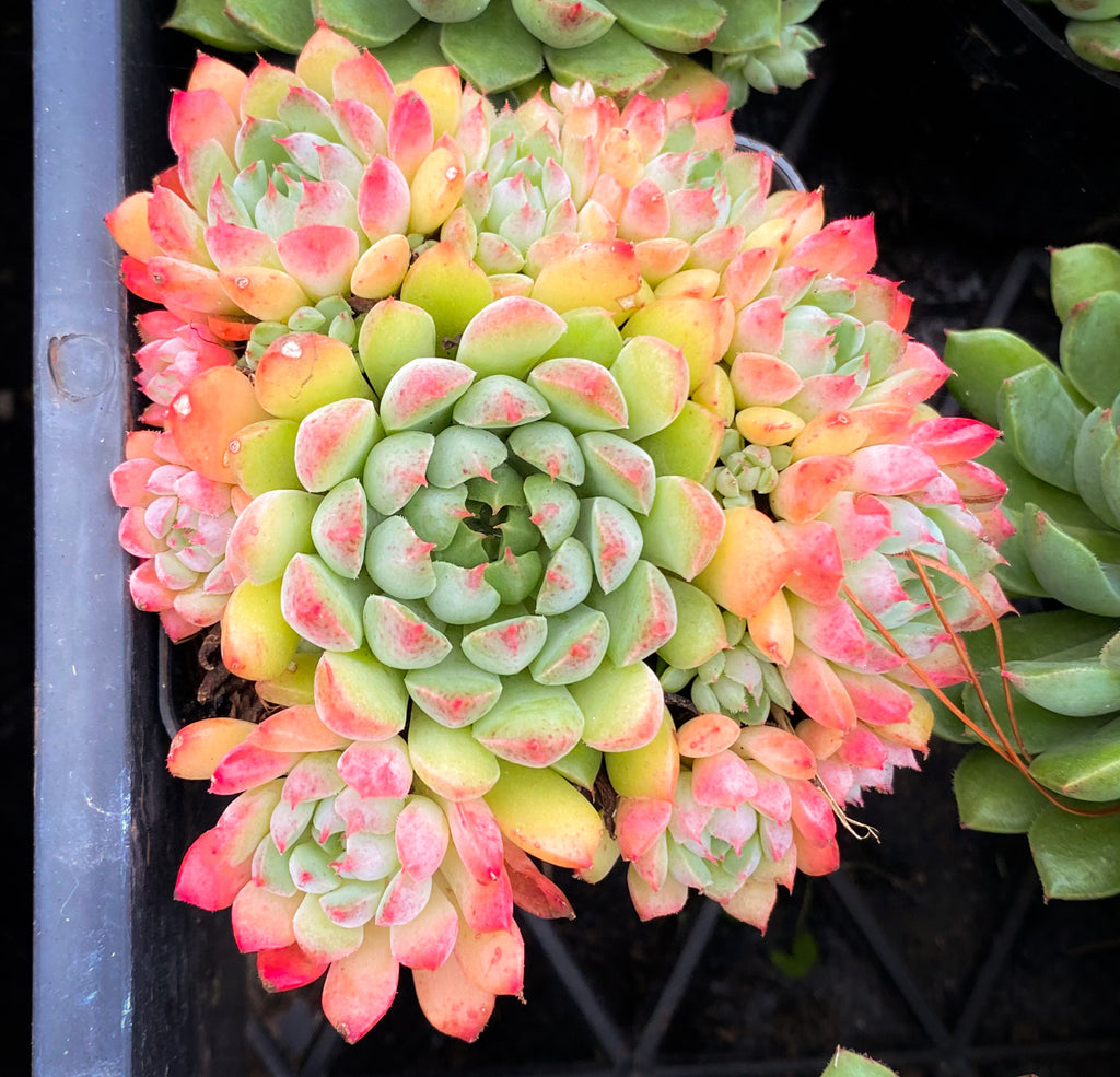 mystery succulent Echeveria 'Mystery Madam' – LET LOVE GROW (Succulent & Cactus)