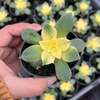 [PACK of 10 PLANTS] x Aeonium decorum f. variegata (aka. Aeonium 'Kiwi' )