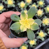 Aeonium decorum f. variegata (aka. Aeonium 'Kiwi' ) (1 x CUTTING)