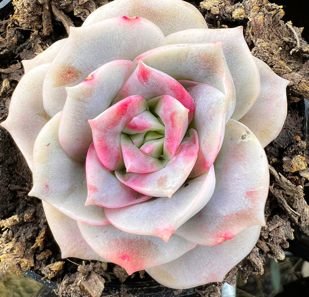 lovely rose succulent Graptoveria 'Lovely Rose' – LET LOVE GROW (Succulent & Cactus)