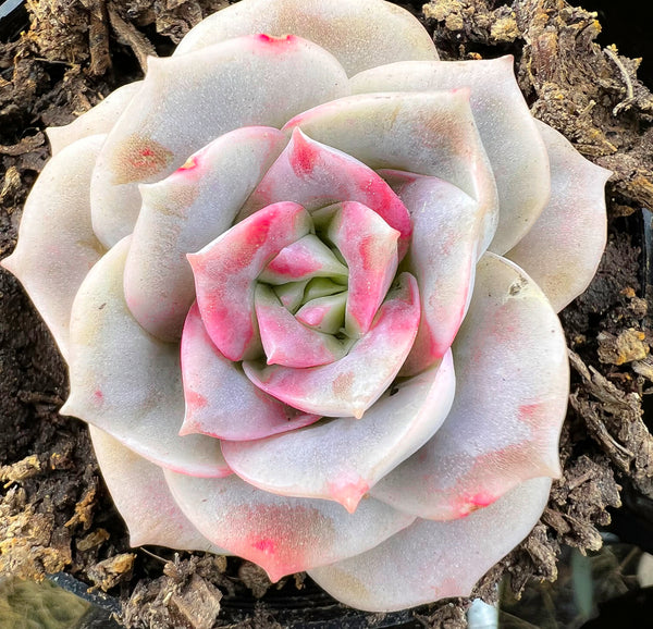 Graptoveria 'Lovely Rose'