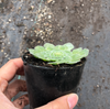 Aeonium tabuliforme f. variegata (variegated plant)