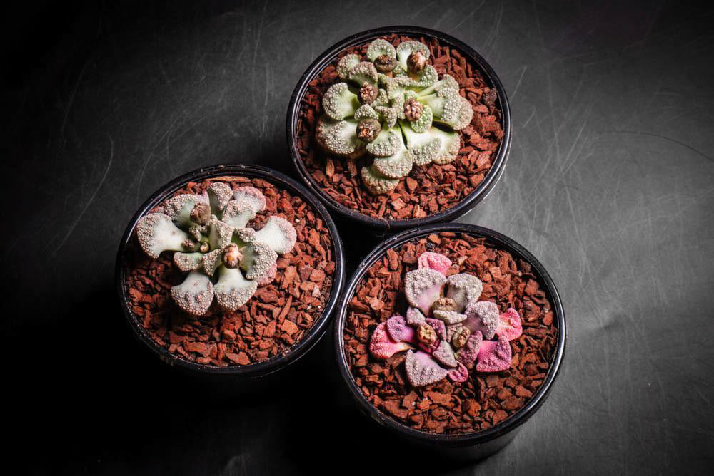 Titanopsis sp. ( Living Jewels )(D1)