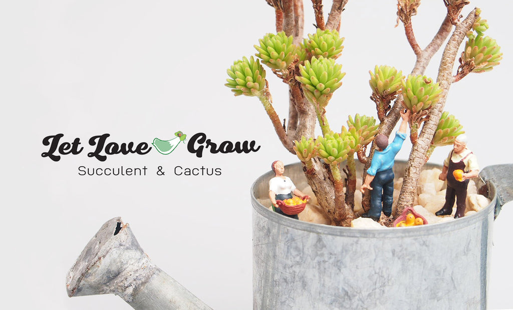 succulent gift card Gift Card – LET LOVE GROW (Succulent & Cactus)