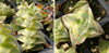 Crassula perforata 'Southern Cross' (white variegate)(2 x CUTTING)