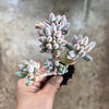 Pachyphytum 'Baby Finger'