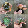 [PACK of 10 PLANTS] x  Echeveria cv. 'Blue Metal'