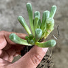 Fenestraria aurantiaca 'Babie's Toes' (has marks)