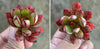 Echeveria 'Globuliflora' (1 x CUTTING)