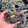 Sedum jurgensenii ssp jurgensenii