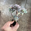 Pachyphytum 'Baby Finger'