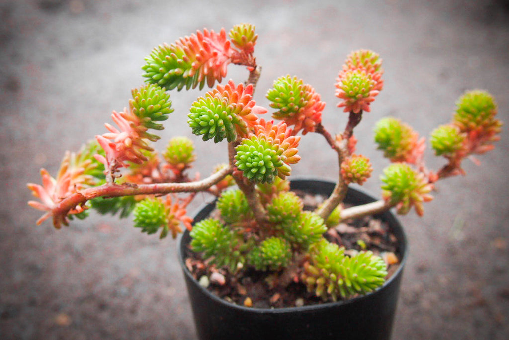Talea Sedum Multiceps - Miniature Joshua Tree, Pianta Grassula, Coltivazione Biologica, Regalo Green - Foto 3