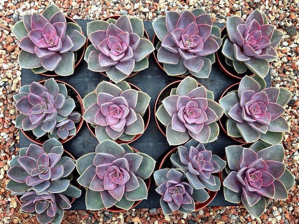 succulent pvn Echeveria 'Perle Von Nurnberg' – LET LOVE GROW (Succulent & Cactus)